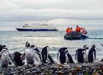 Magdalena Island Boat Tour from Punta Arenas