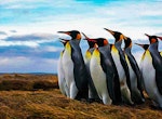 Pinguino Rey y Tierra del Fuego Tour
