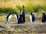Pinguino Rey y Tierra del Fuego Tour